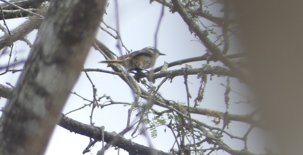 Necklaced Spinetail - ML628480181