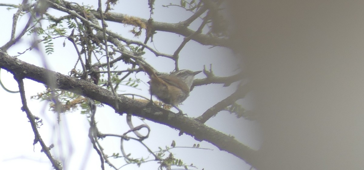 Necklaced Spinetail - ML628480182