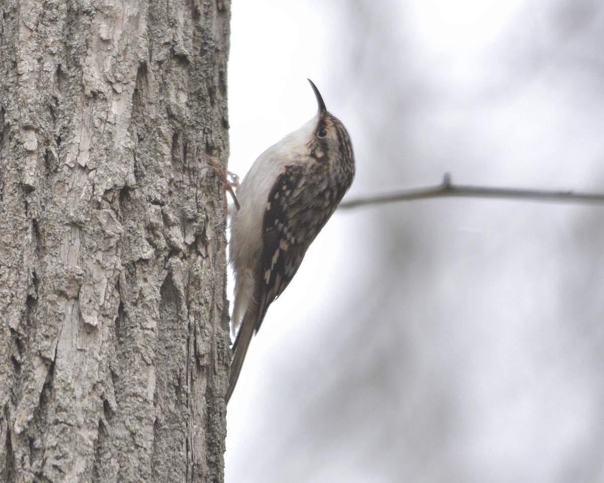 Brown Creeper - ML628480295