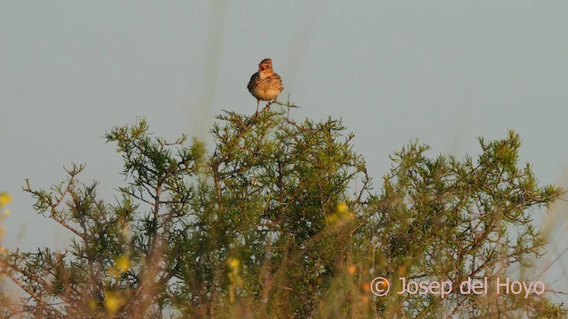 Eurasian Skylark (European) - ML628480333