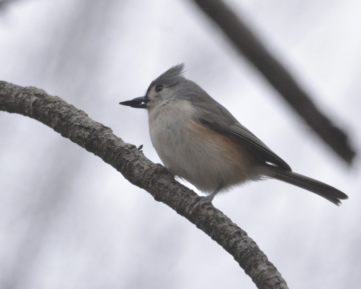 Tufted Titmouse - ML628480387