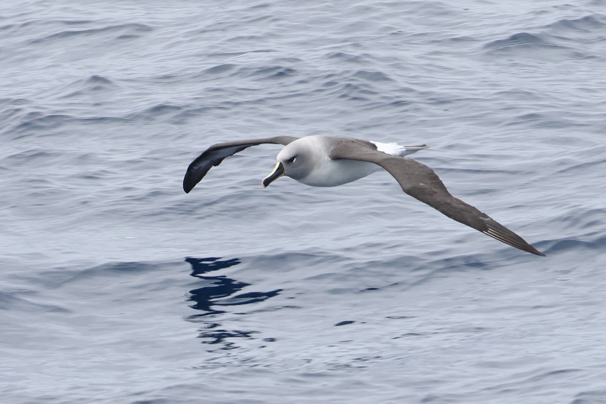 Gray-headed Albatross - ML628480427