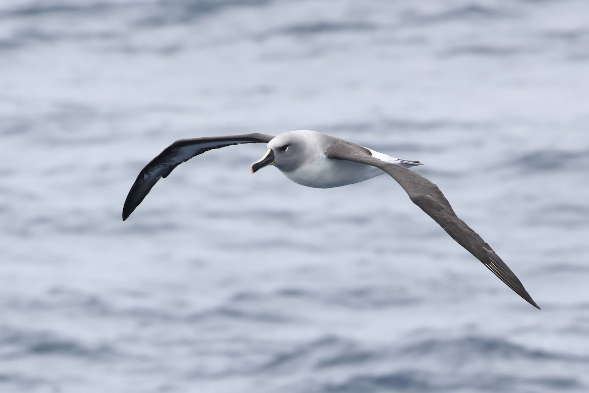 Gray-headed Albatross - ML628480428