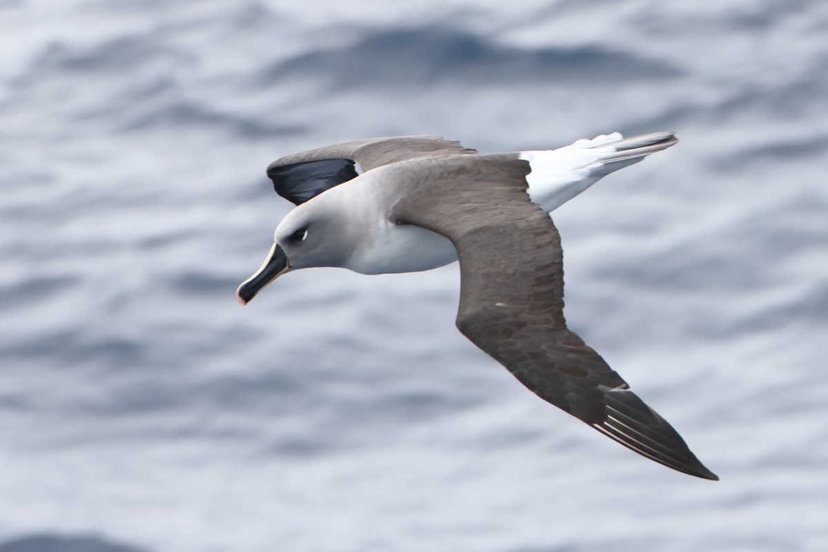 Gray-headed Albatross - ML628480429