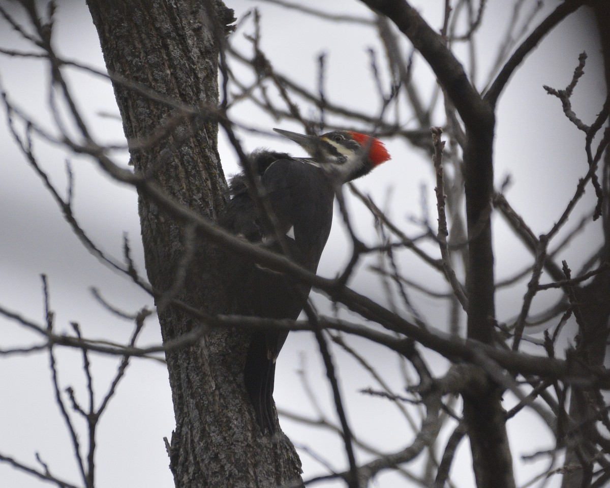 Pileated Woodpecker - ML628480430