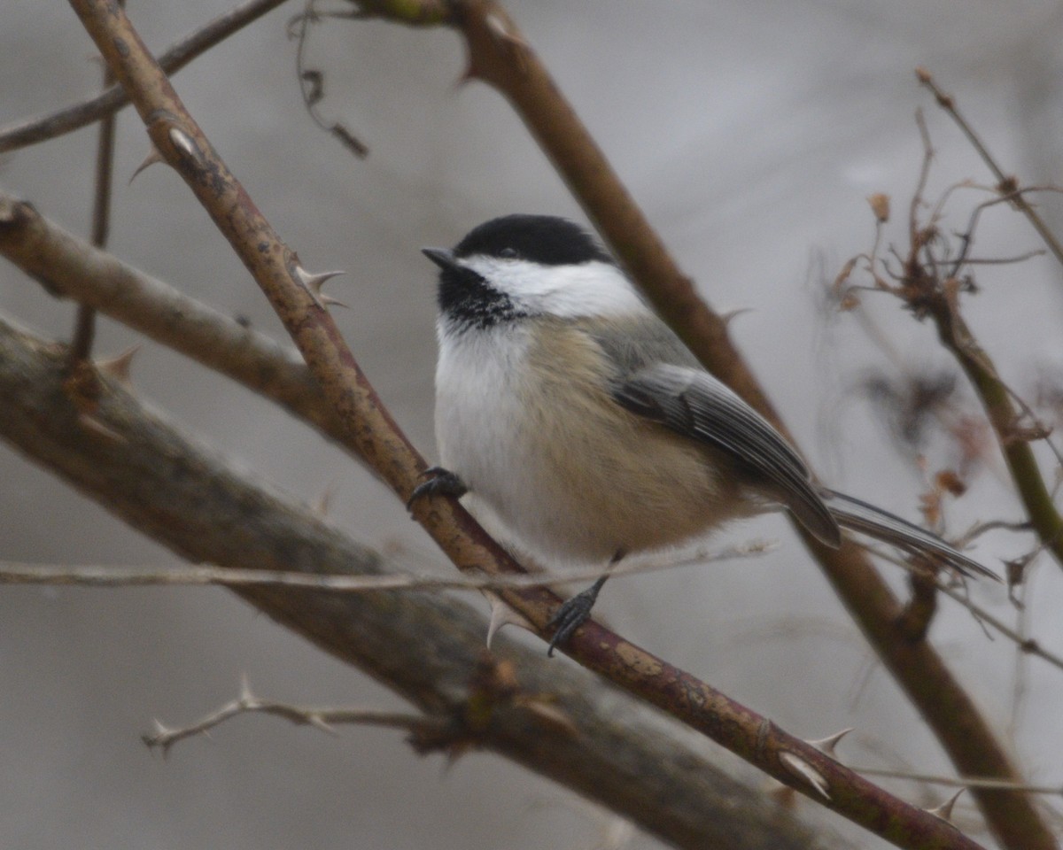 Black-capped Chickadee - ML628480535