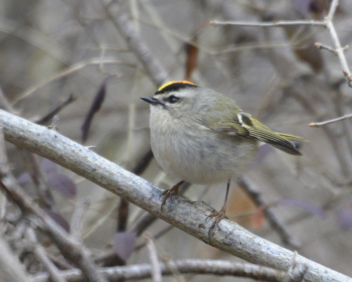 Golden-crowned Kinglet - ML628480558