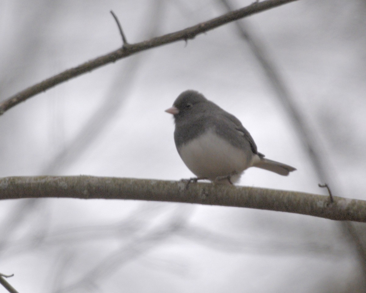 Dark-eyed Junco - ML628480586