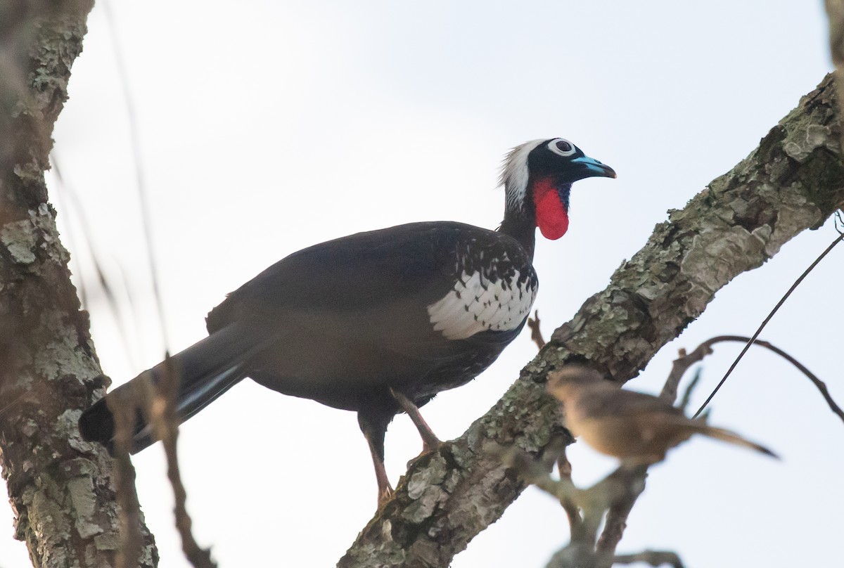 Black-fronted Piping-Guan - ML628480624