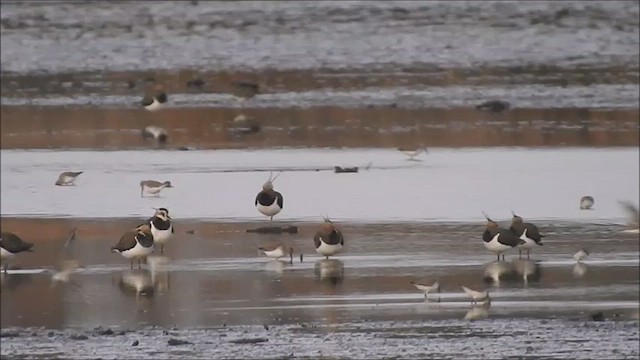 European Golden-Plover - ML628480731