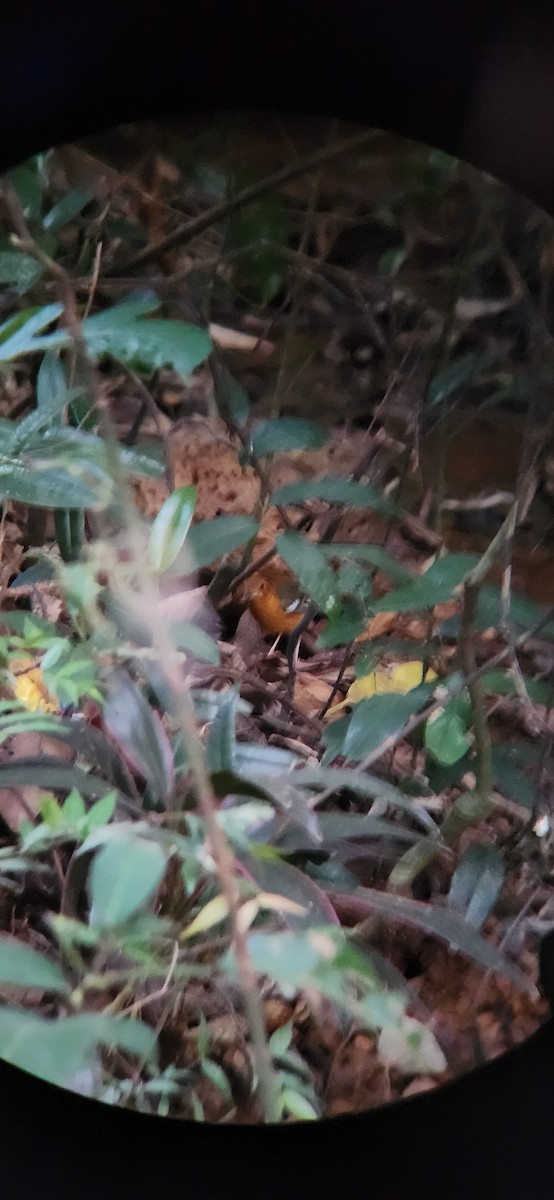 Orange-headed Thrush (Orange-headed) - ML628480732