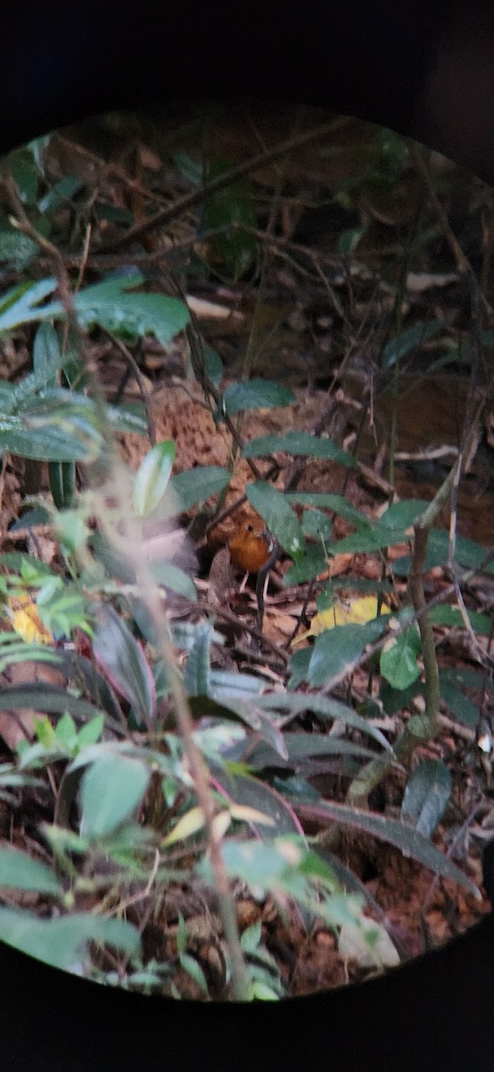 Orange-headed Thrush (Orange-headed) - ML628480733