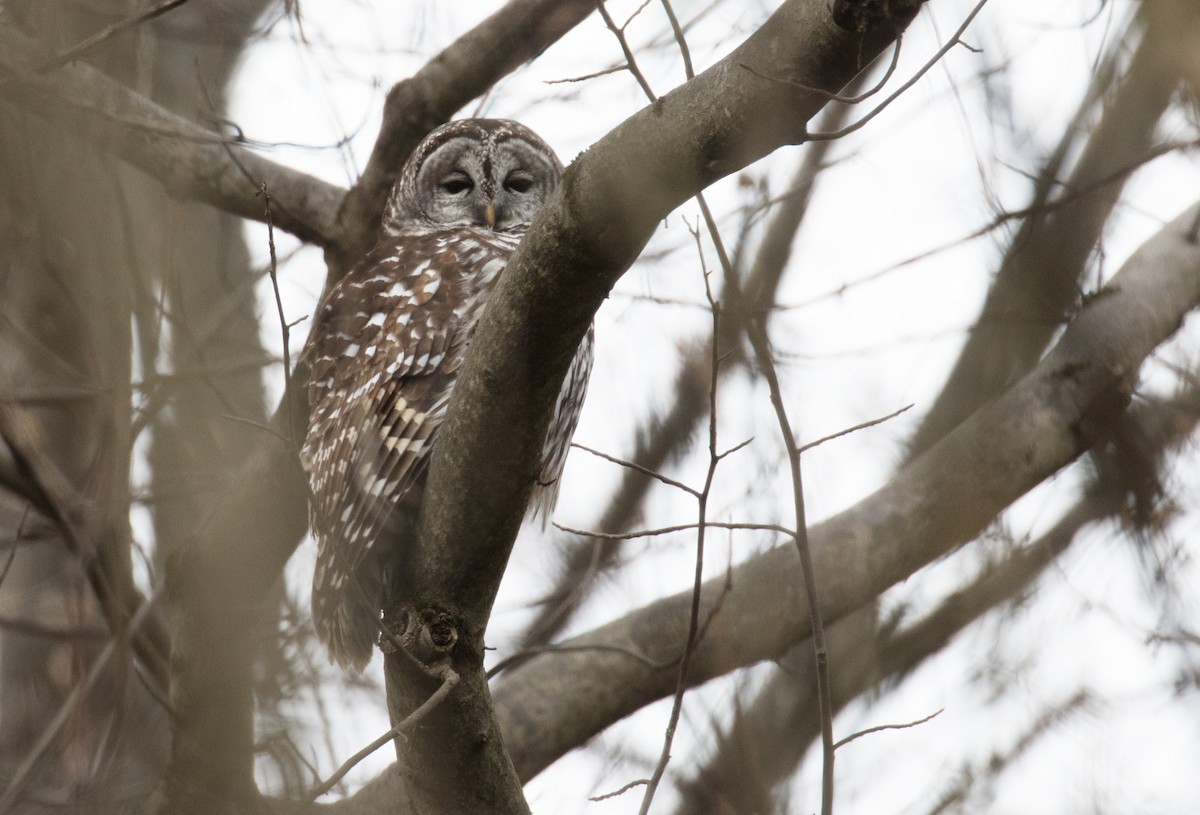 Barred Owl - ML628480805