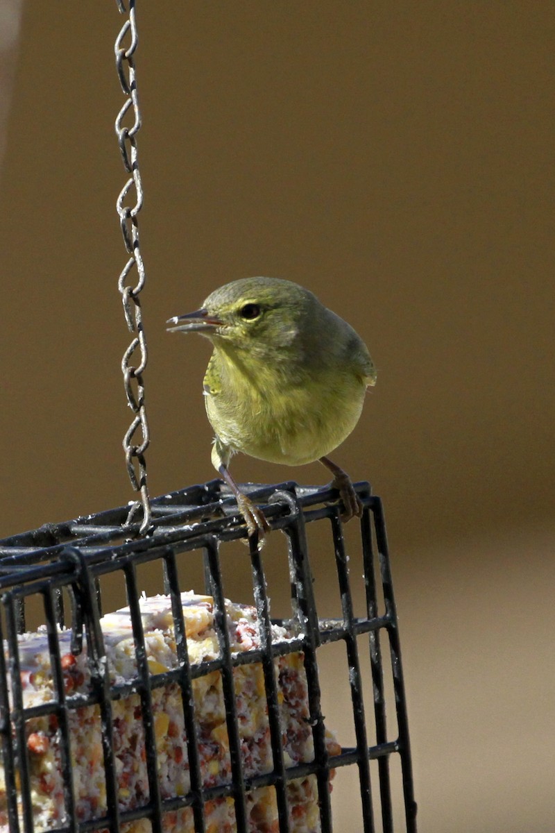 Orange-crowned Warbler - ML628480926