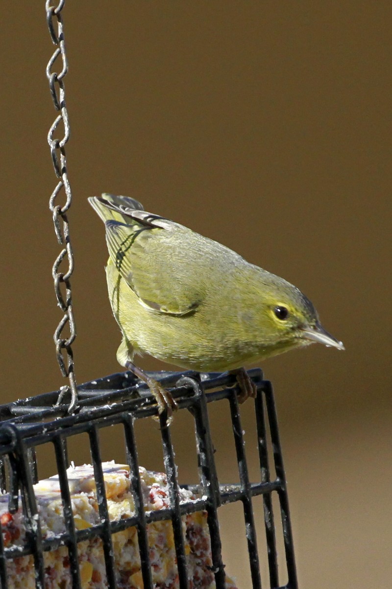 Orange-crowned Warbler - ML628480927