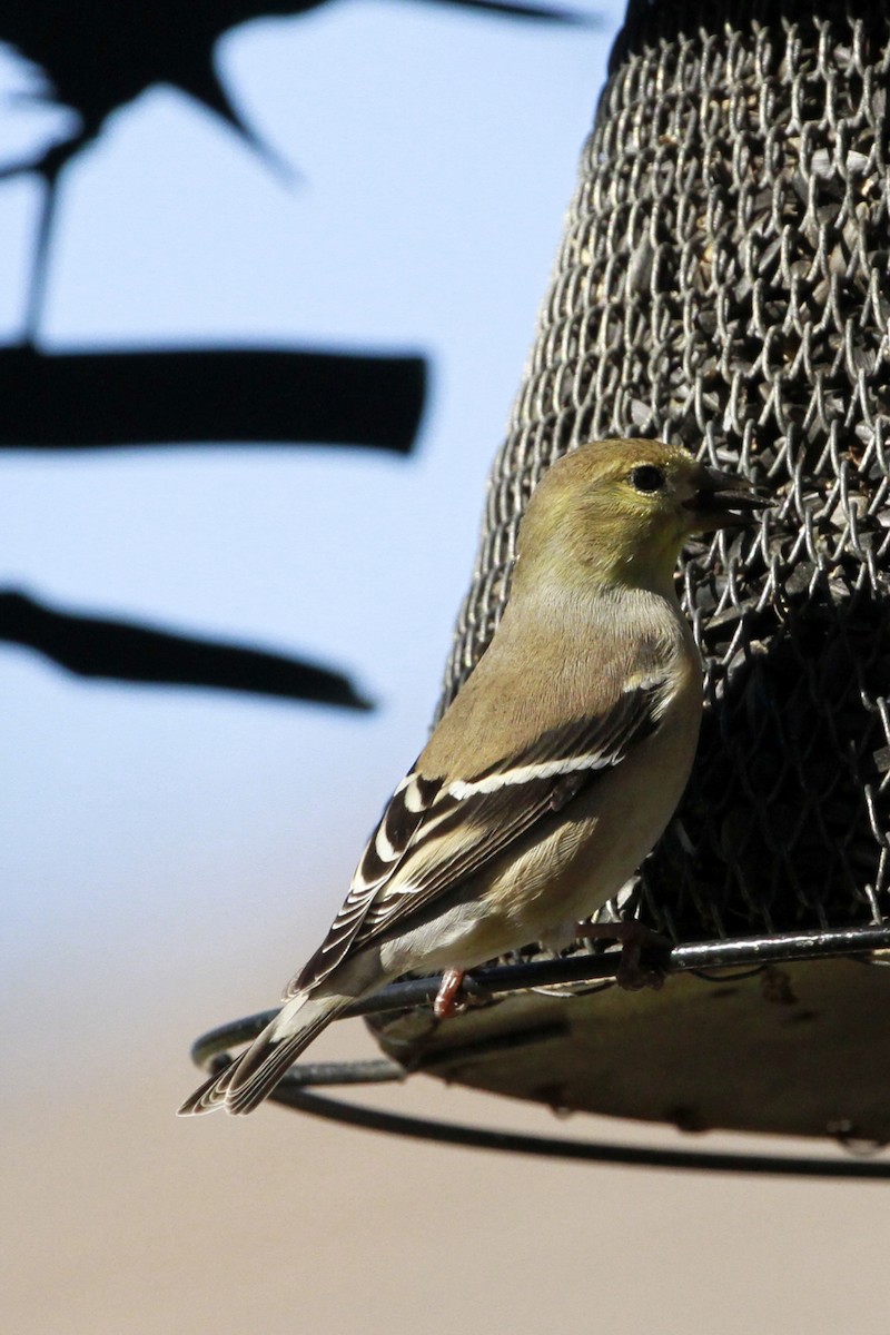 American Goldfinch - ML628480936