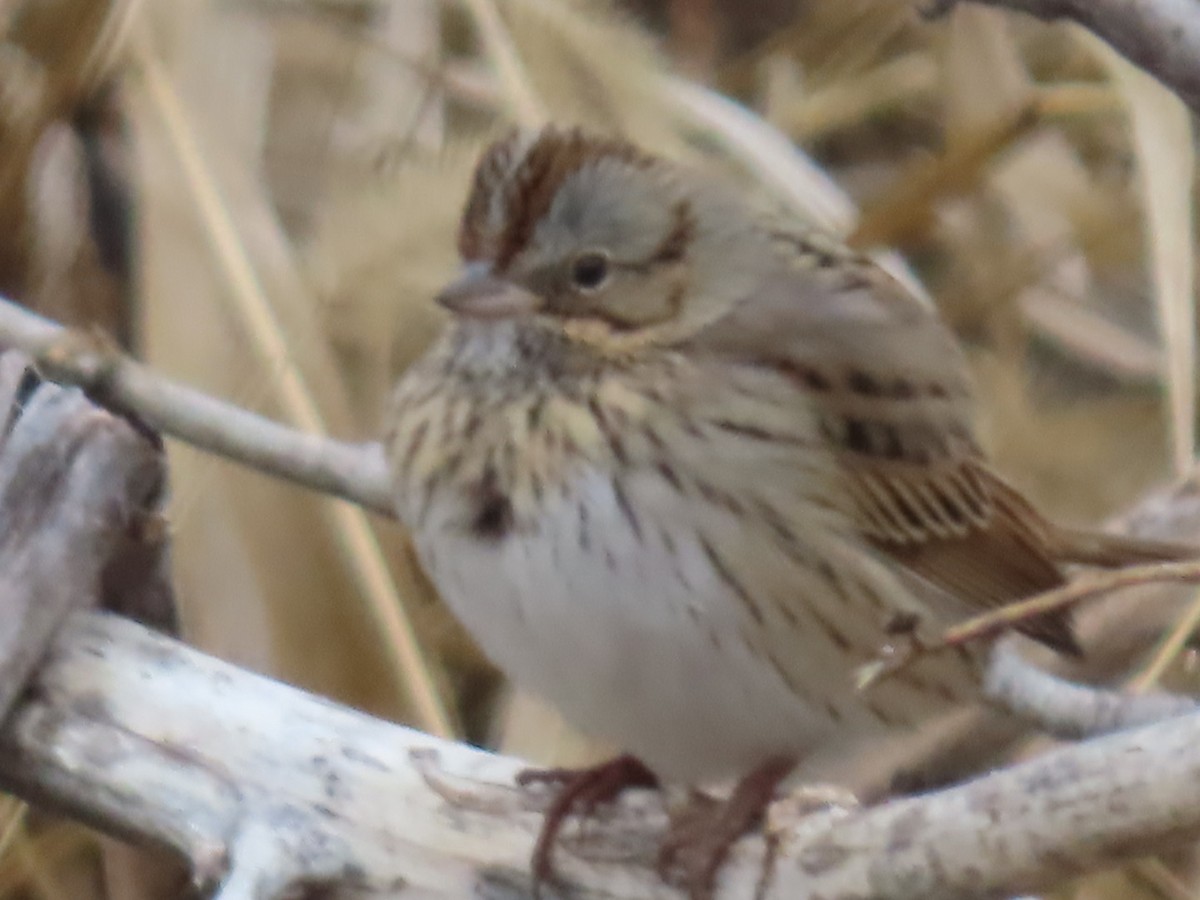 Lincoln's Sparrow - ML628480997