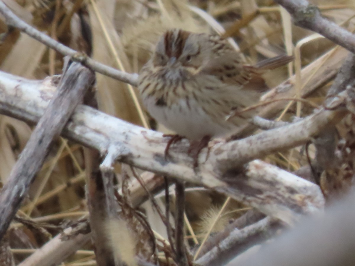 Lincoln's Sparrow - ML628480998