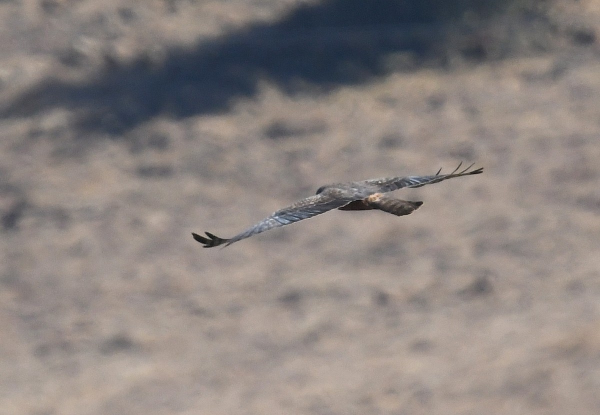 African Marsh Harrier - ML628481063