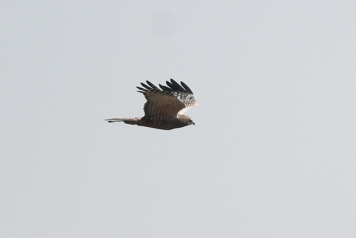 African Marsh Harrier - ML628481068