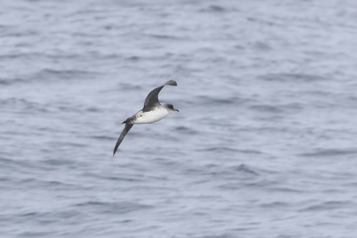 Gray Petrel - ML628481106