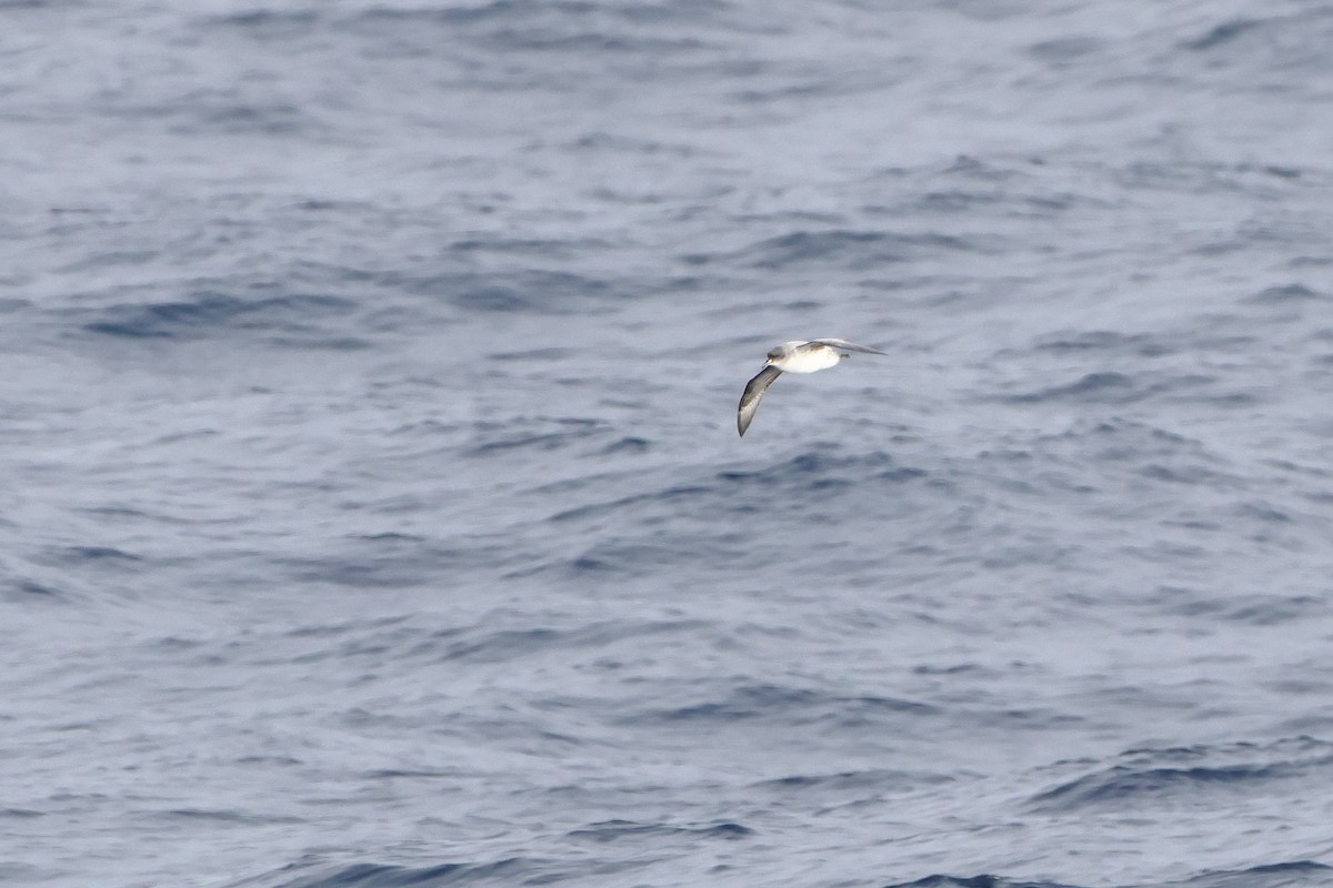 Gray Petrel - ML628481107