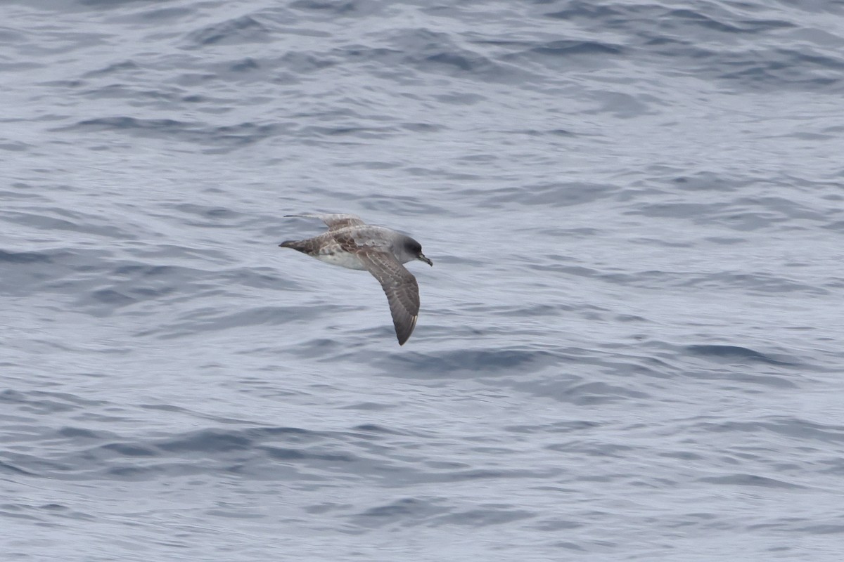 Gray Petrel - ML628481108