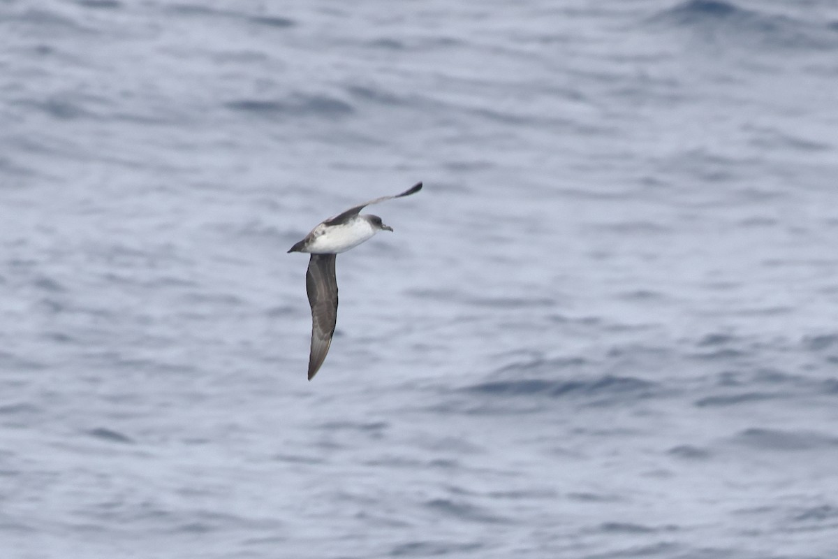 Gray Petrel - ML628481109