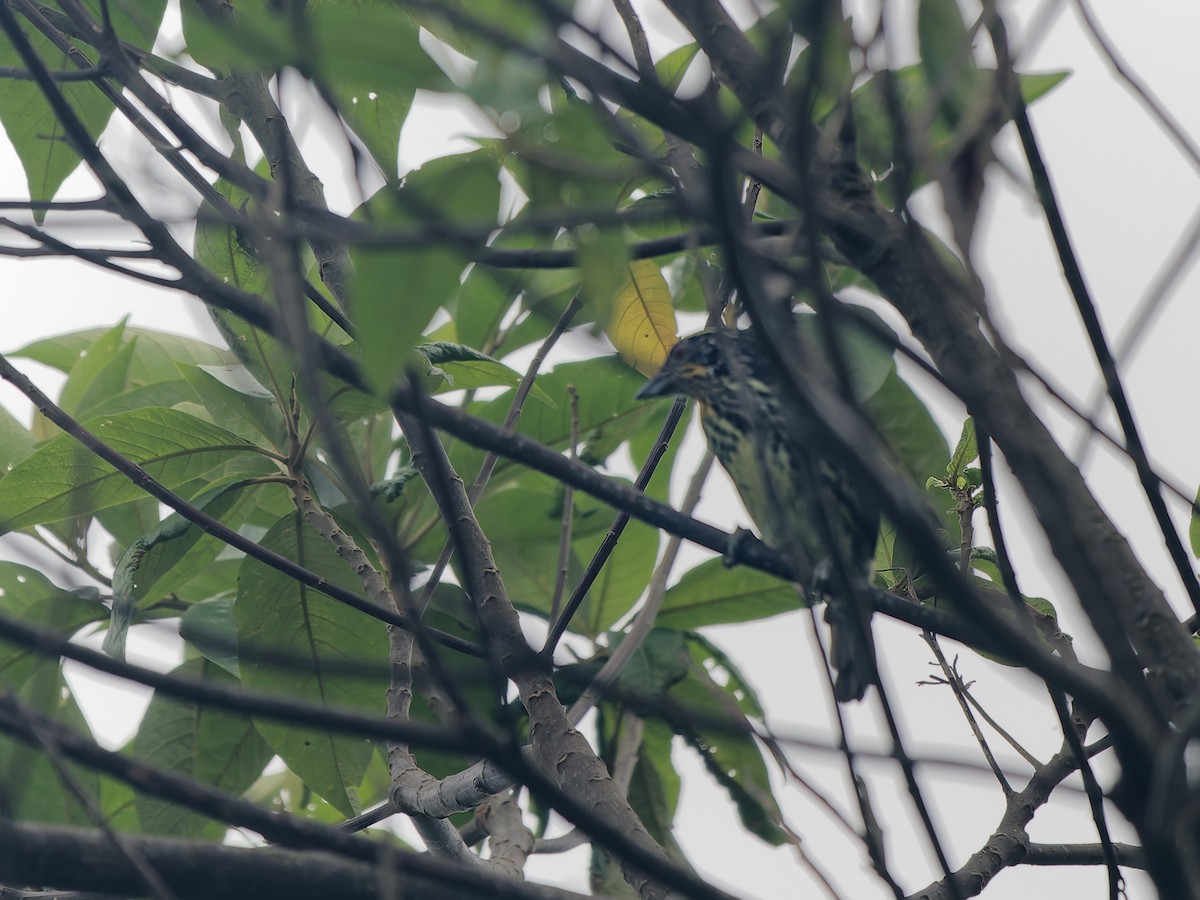 Gilded Barbet - ML628481115