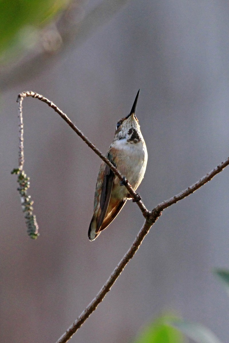 Rufous/Allen's Hummingbird - ML628481294