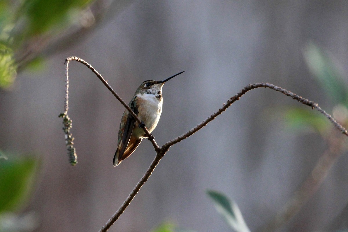 Rufous/Allen's Hummingbird - ML628481295