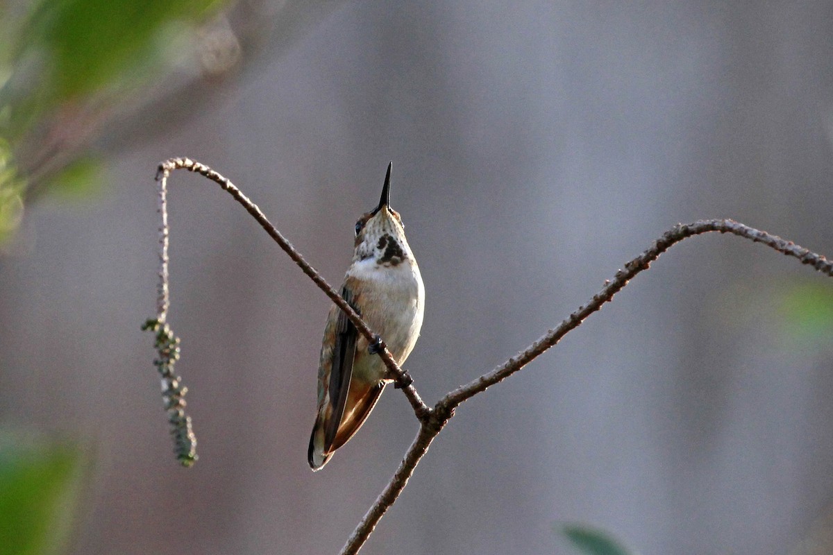 Rufous/Allen's Hummingbird - ML628481296
