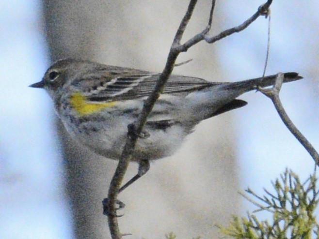 Yellow-rumped Warbler (Myrtle) - ML628481307