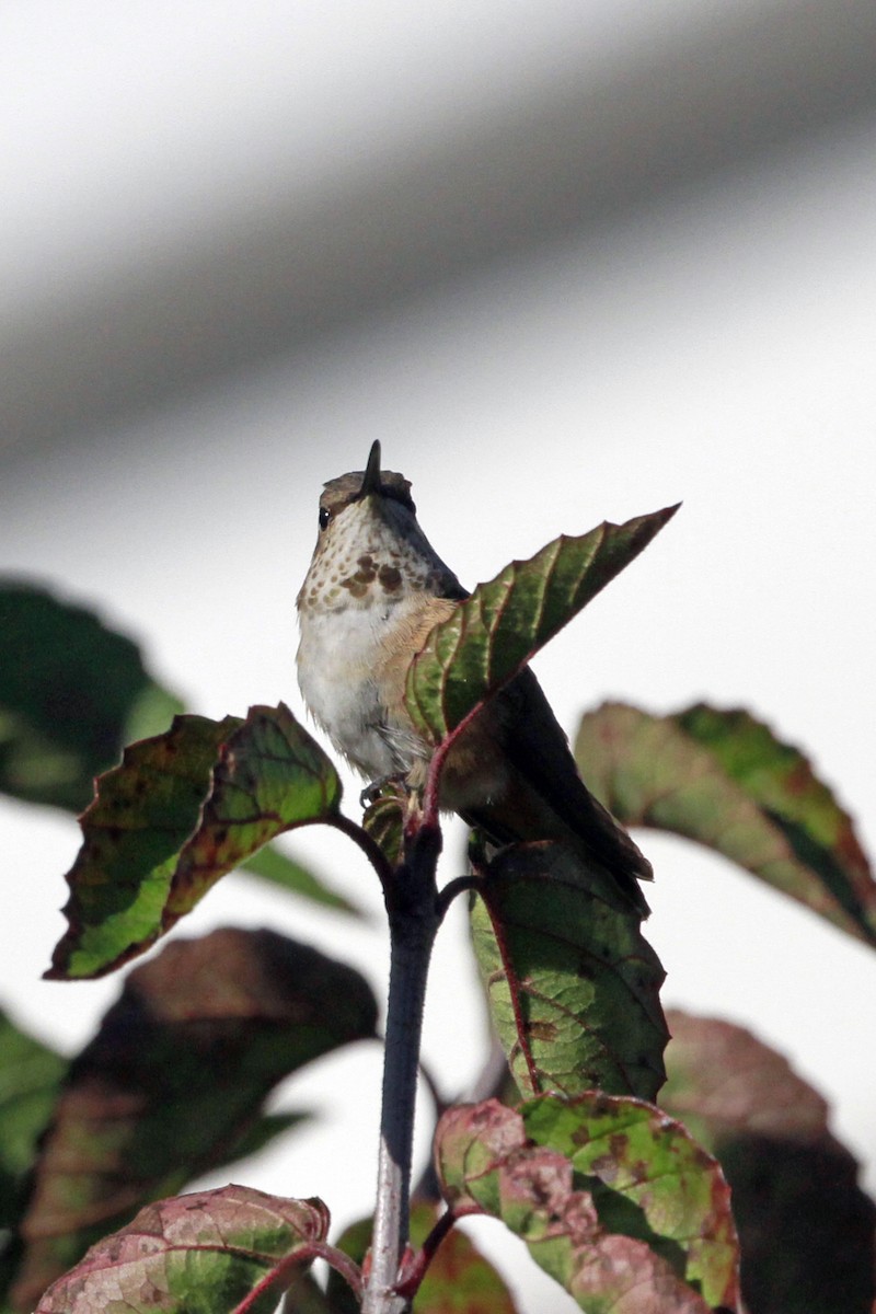 Rufous/Allen's Hummingbird - ML628481315