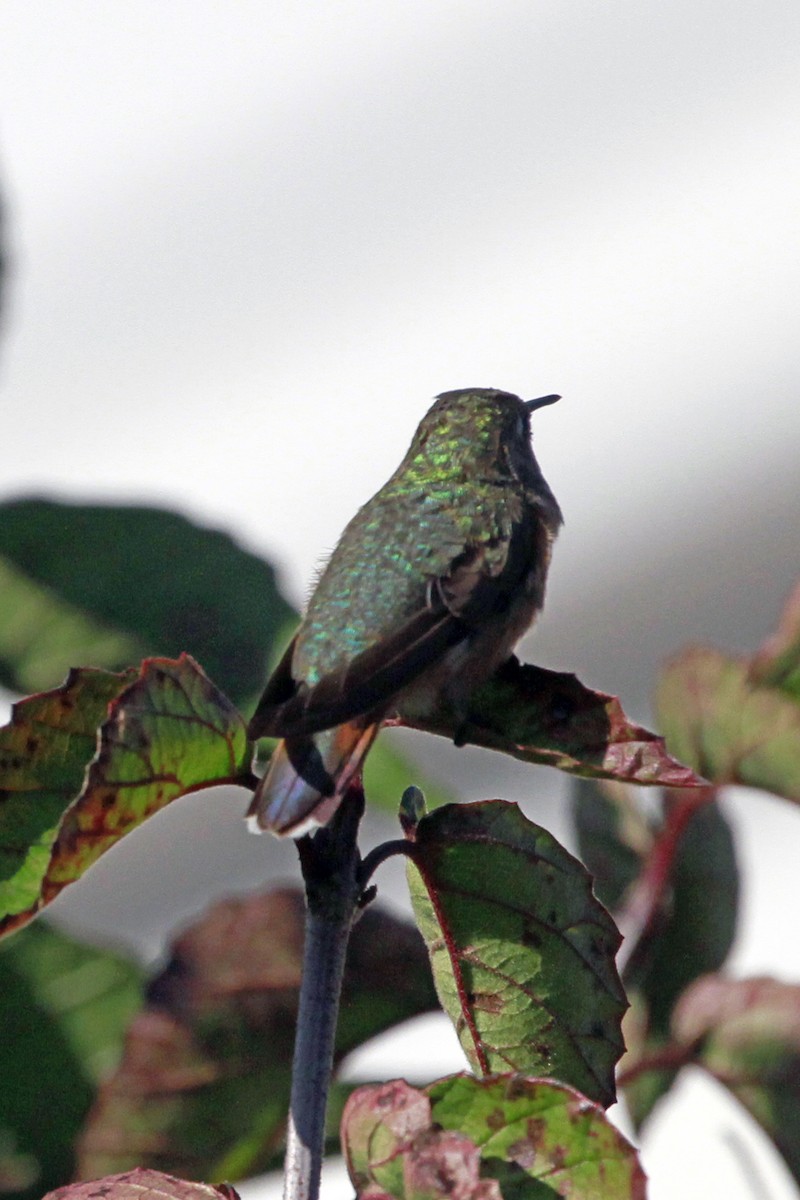 Rufous/Allen's Hummingbird - ML628481316