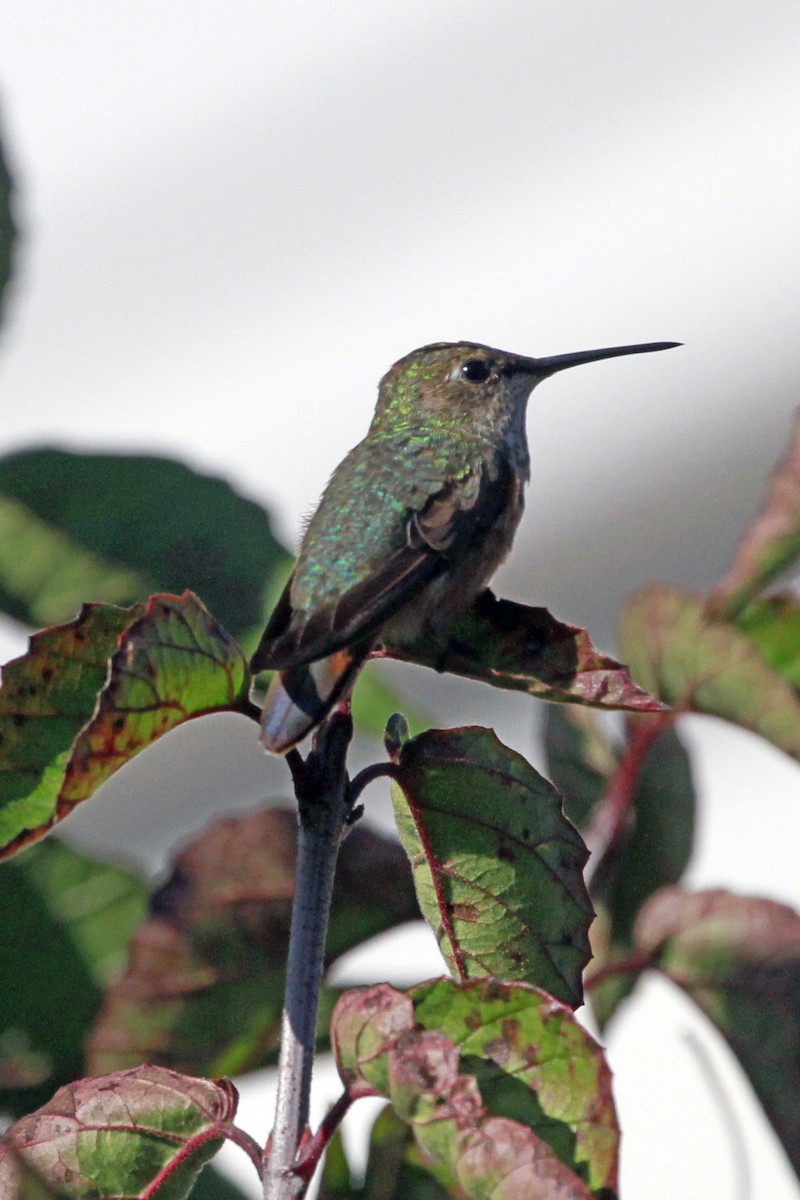 Rufous/Allen's Hummingbird - ML628481318