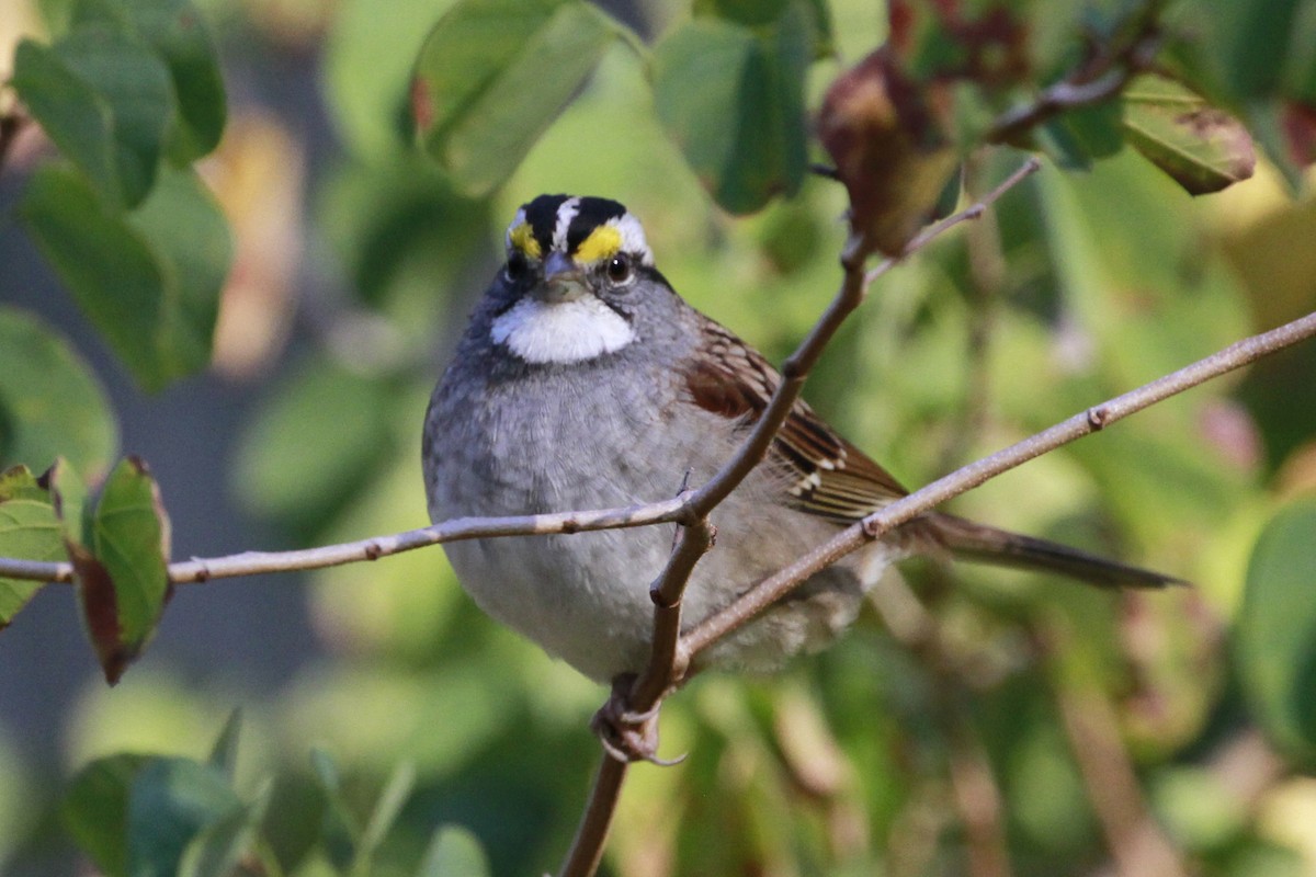 White-throated Sparrow - ML628481435