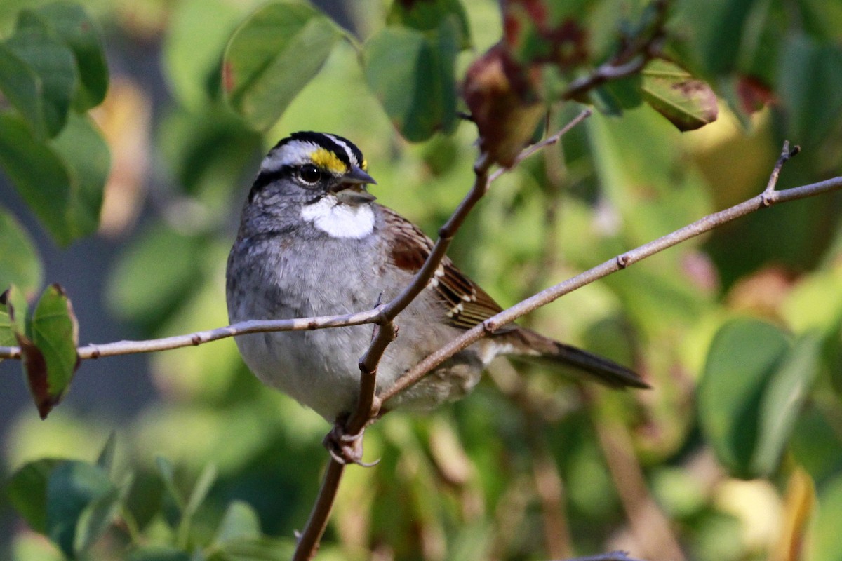White-throated Sparrow - ML628481436