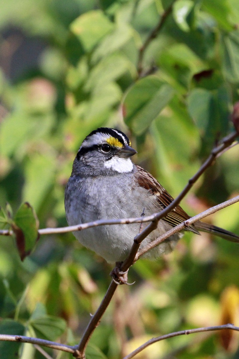 White-throated Sparrow - ML628481437