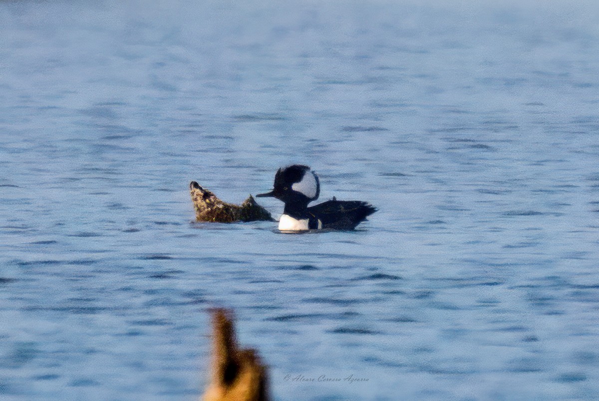 Hooded Merganser - ML628481628