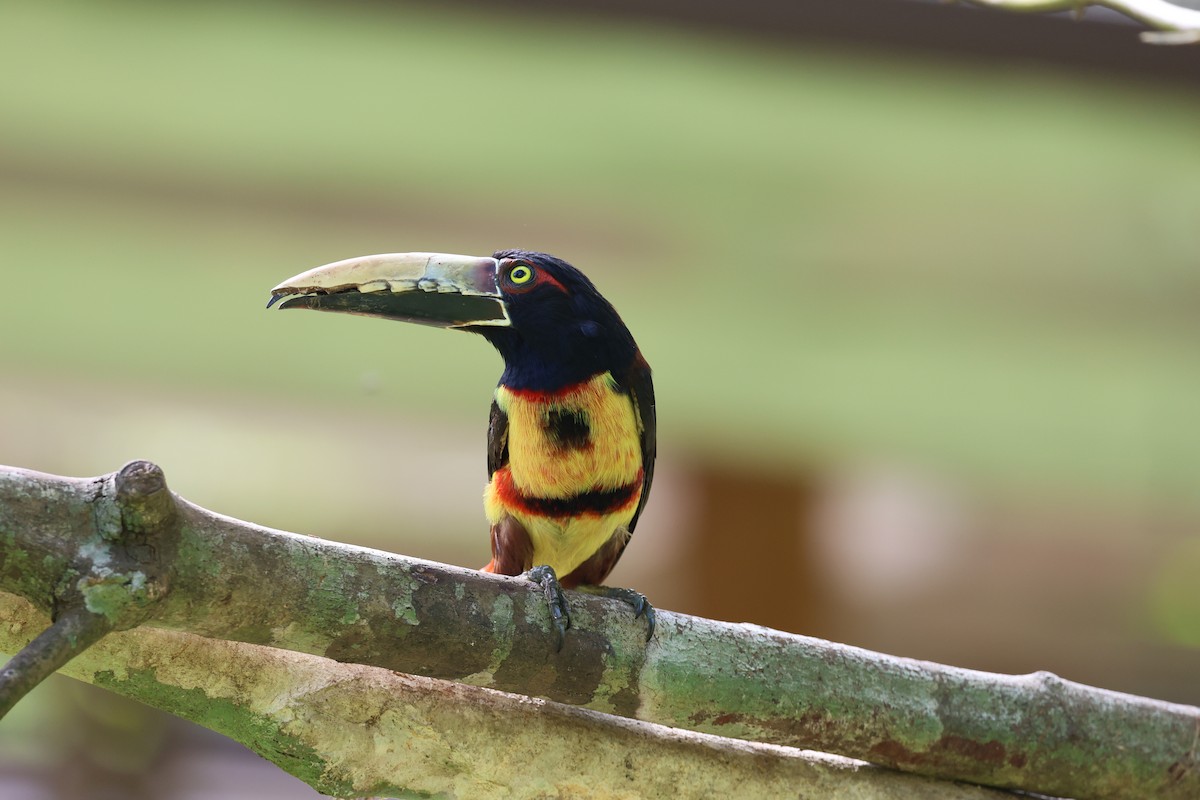 Kuşaklı/Soluk Gagalı Arasari - ML628481810