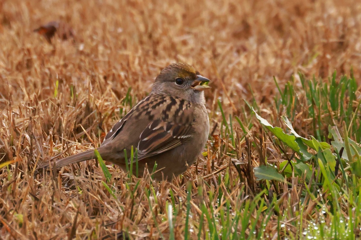 Golden-crowned Sparrow - ML628481941