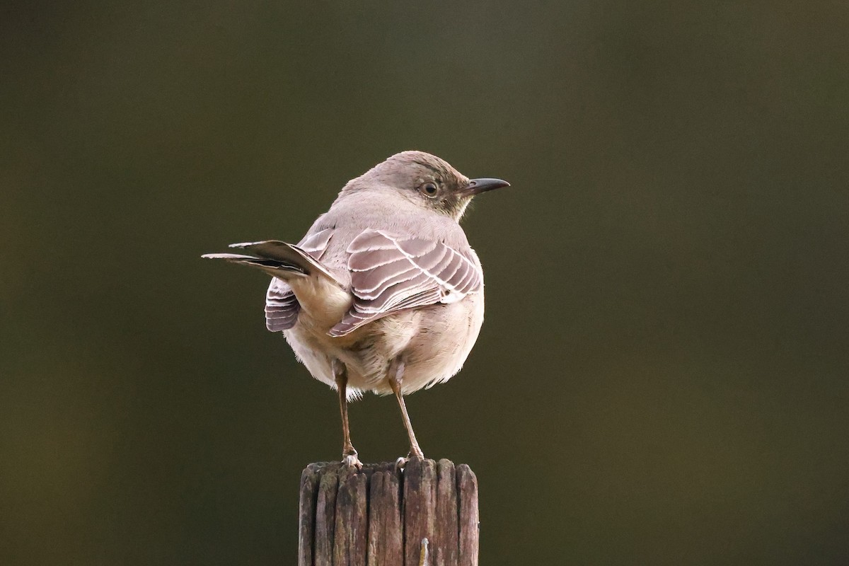 Northern Mockingbird - ML628482032