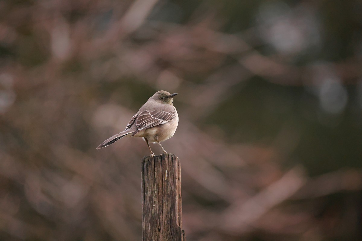 Northern Mockingbird - ML628482045