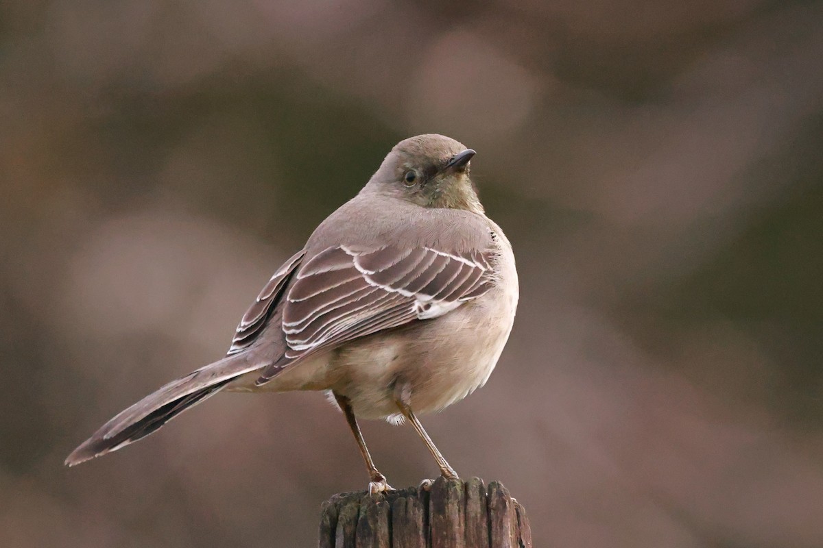 Northern Mockingbird - ML628482056