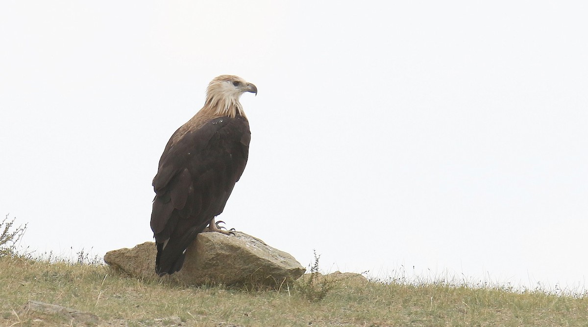 Bindenseeadler - ML628482124