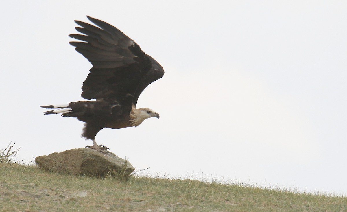 Bindenseeadler - ML628482126