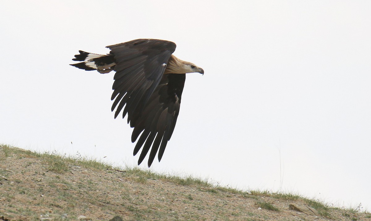 Bindenseeadler - ML628482127