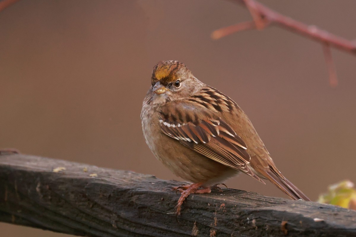 Golden-crowned Sparrow - ML628482263