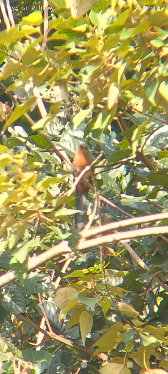 Red-billed Malkoha - ML628482540